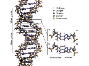 dna-yapisi